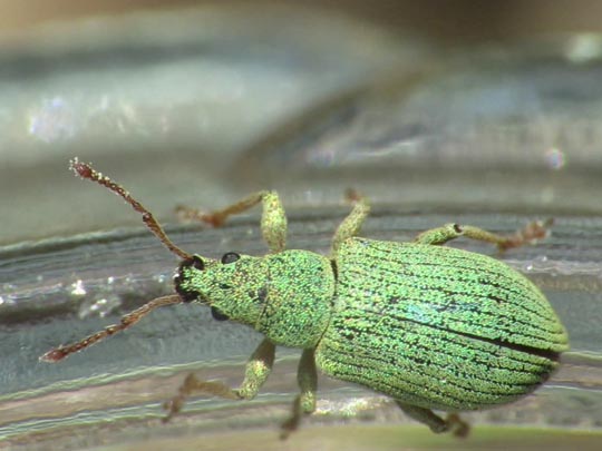 Phyllobius virideaeris
