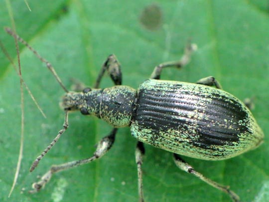Phyllobius