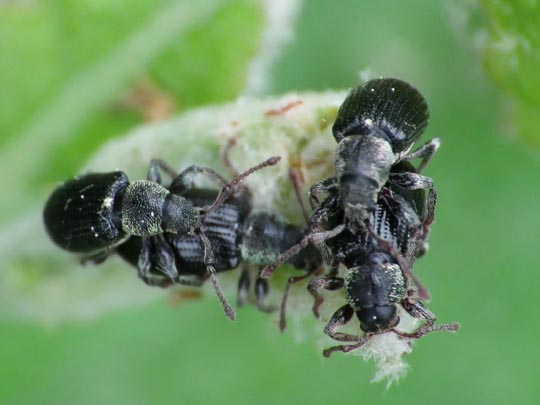 Phyllobius viridicollis