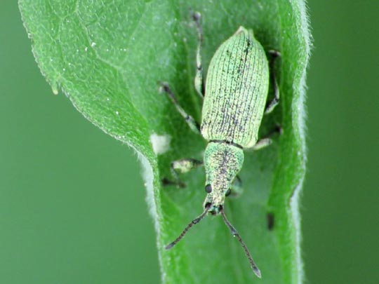 Phyllobius maculicornis