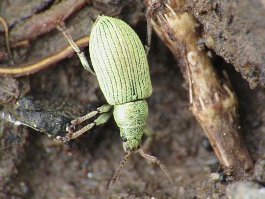 Phyllobius roboretanus
