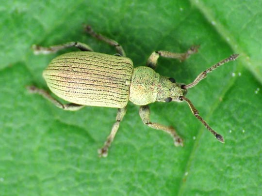 Phyllobius roboretanus