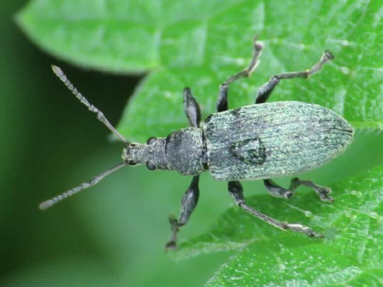 Phyllobius pomaceus