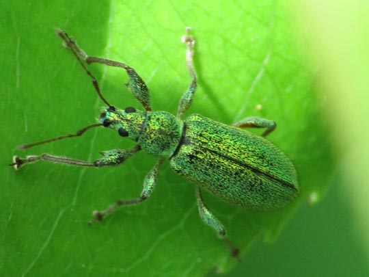 Phyllobius arborator