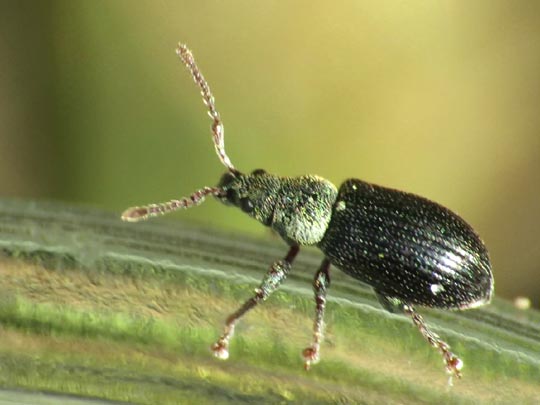 Phyllobius viridicollis