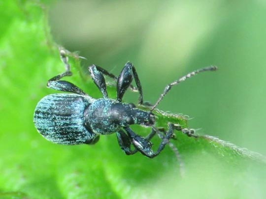 Phyllobius pomaceus