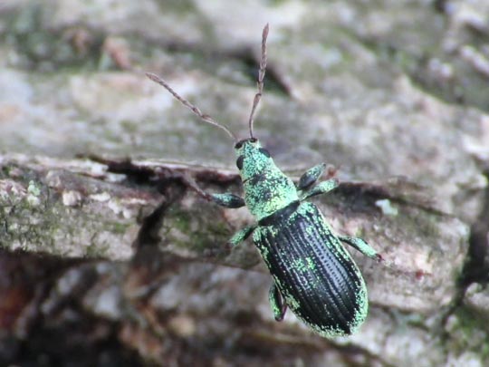 Phyllobius argentatus