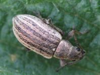 Rüsselkäfer, Curculionidae