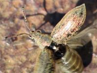 Phyllobius
