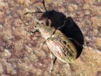 Phyllobius