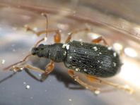 Phyllobius oblongus
