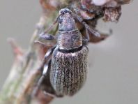 Phyllobius