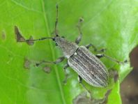Phyllobius
