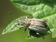 Phyllobius