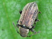 Phyllobius pyri
