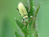 Phyllobius argentatus