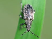 Phyllobius pyri