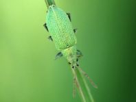 Phyllobius maculicornis