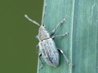 Phyllobius