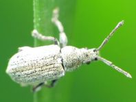 Phyllobius