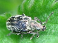 Phyllobius