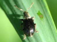 Phyllobius viridicollis
