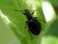 Phyllobius viridicollis