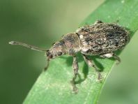 Phyllobius