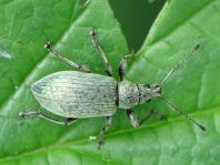 Phyllobius pomaceus