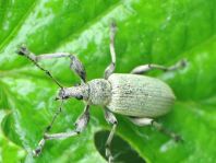 Phyllobius pomaceus