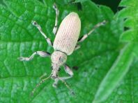 Phyllobius pomaceus