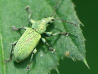 Phyllobius maculicornis