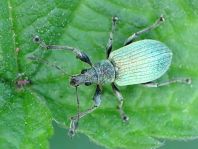 Phyllobius pomaceus