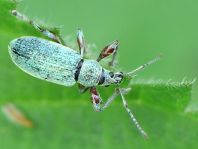 Phyllobius pomaceus