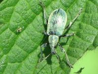 Phyllobius pomaceus