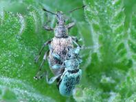 Phyllobius pomaceus