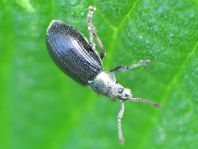 Phyllobius viridicollis
