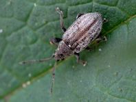 Phyllobius pyri