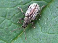 Phyllobius pyri