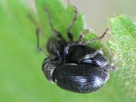 Phyllobius viridicollis
