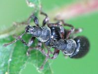 Phyllobius viridicollis