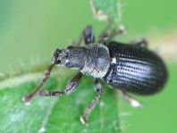 Phyllobius viridicollis