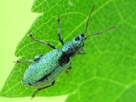 Phyllobius
