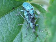 Phyllobius pomaceus