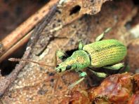 Rüsselkäfer, Curculionidae