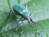 Phyllobius