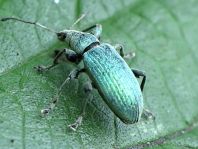 Phyllobius