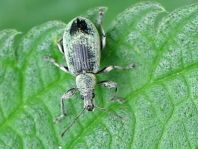 Phyllobius pomaceus