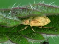 Rüsselkäfer, Curculionidae