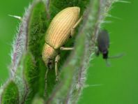 Rüsselkäfer, Curculionidae